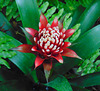 Guzmania