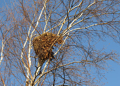 A squirrel nest