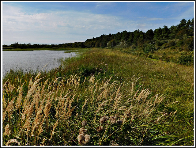 Le parc de Marquenterre en baie de Somme (62)