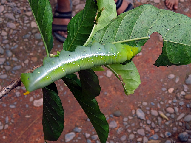 Oleanderhawkmothcaterpillars found on Tabernaemontana bushes , Vang Vieng_Laos