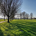 Winter Trees