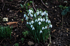 Snowdrops