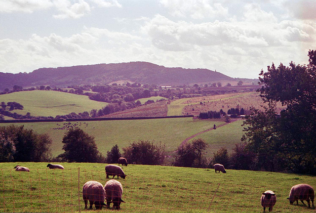 Looking towards the Abberley Hills with the Clock Tower just visible on the right (Scan from 2000)