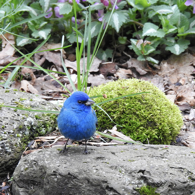 Indigo Bunting