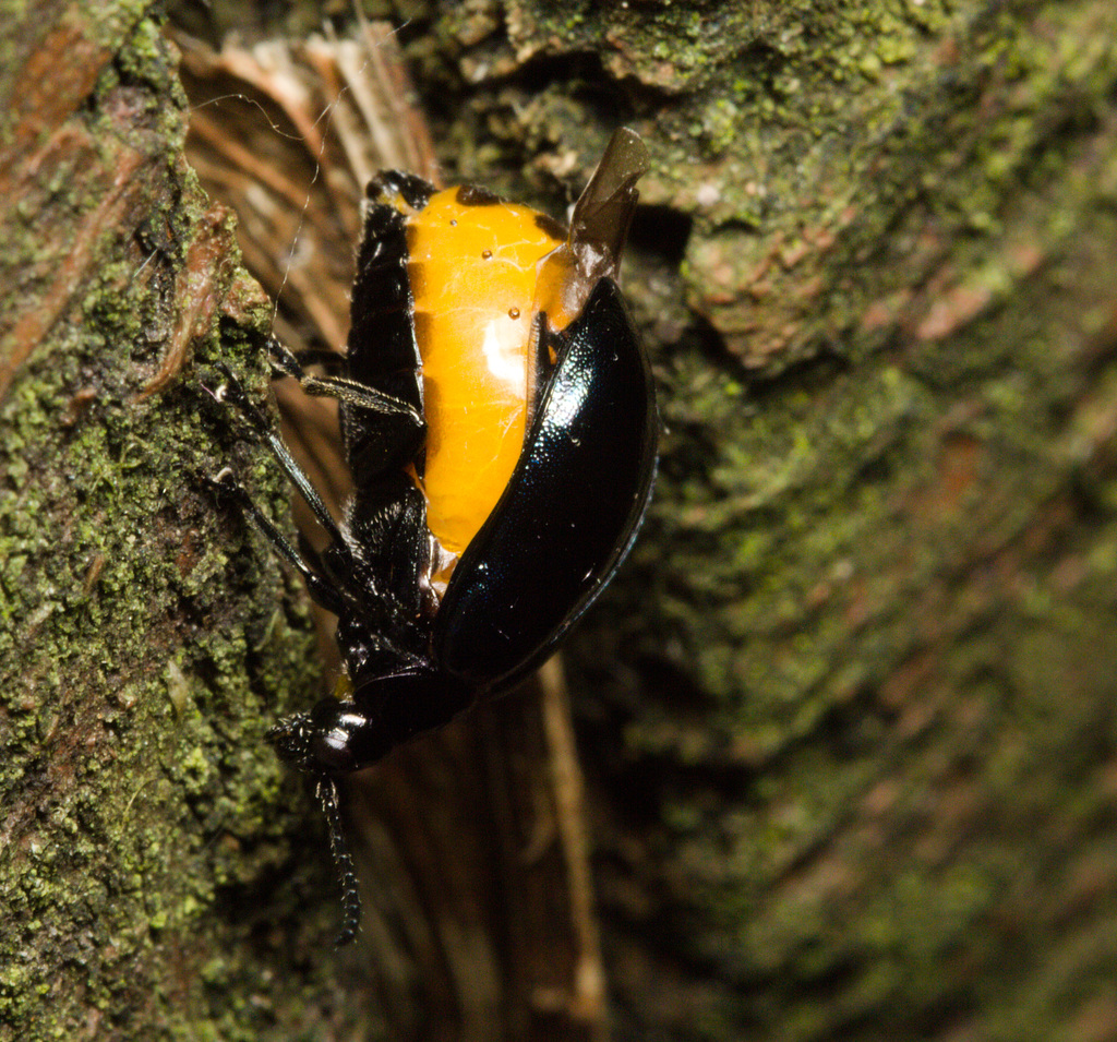 BeetleIMG 4806