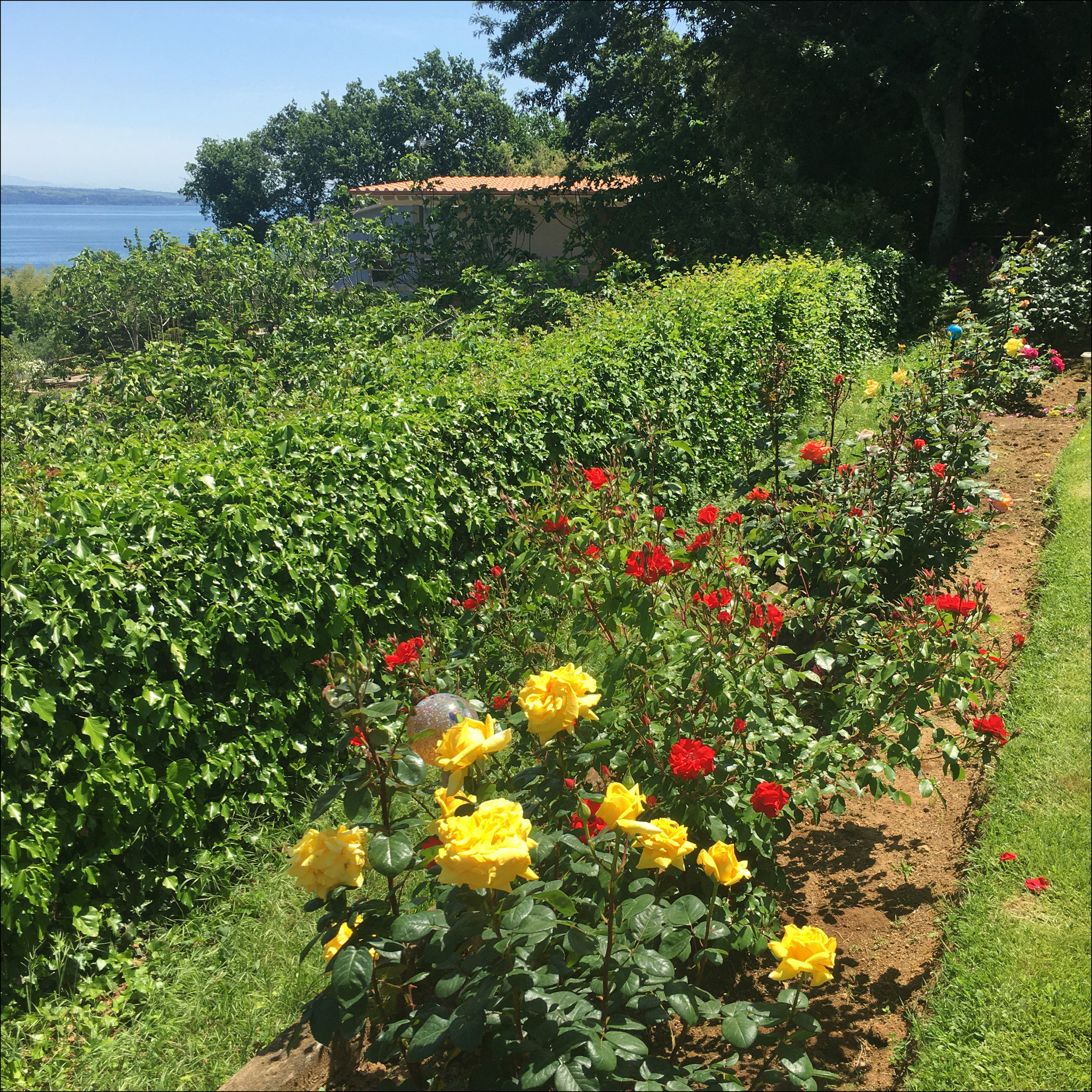 Rose hedge.