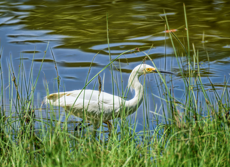 Egret fishing