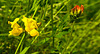 20210609 0689CPw [D~LIP] Blume, UWZ, Bad Salzuflen