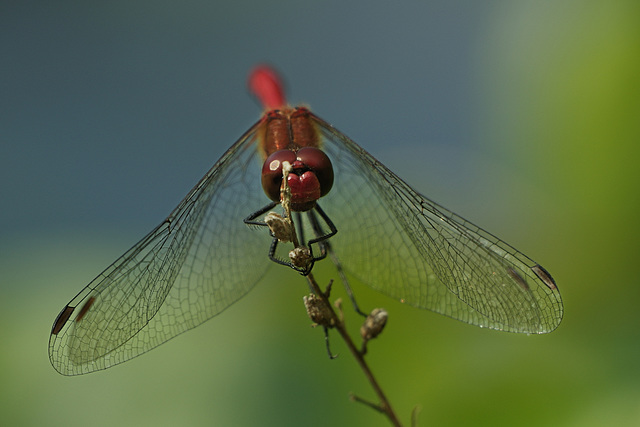 Sympetrum sanguineum