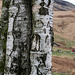 Dovestone Birch trunk