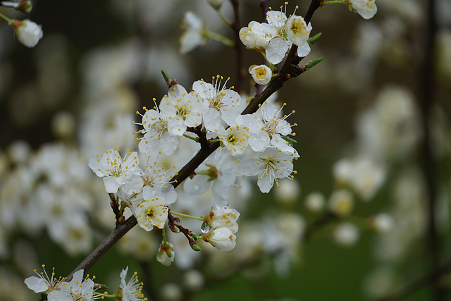 Mirabellenblüten