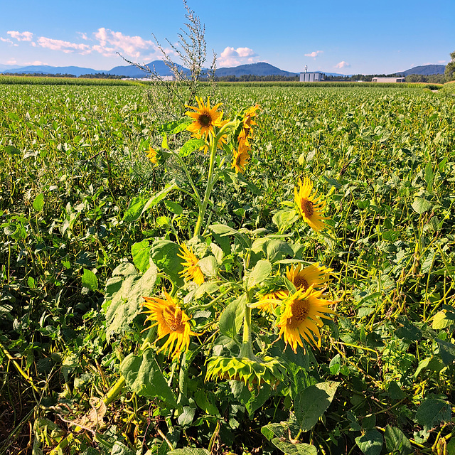 Sonnenblume (Helianthus)