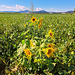 Sonnenblume (Helianthus)