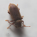 IMG 7593 Beetle