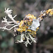 lichen mile oak IMG 20231010 154555