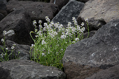 20140907 4803VRAw [NL] Terschelling