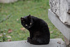 20141202 5893VRAw [TR] Katze, Aphrodisias, Türkei