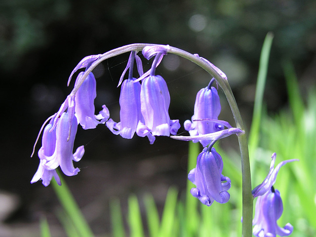 Bluebells