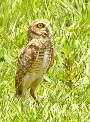 IMG 0003-1owl