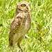 IMG 0003-1owl