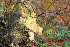 Warthog in Shire Hill Wood