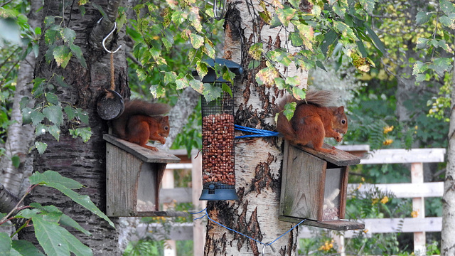 Red Squirrel 6