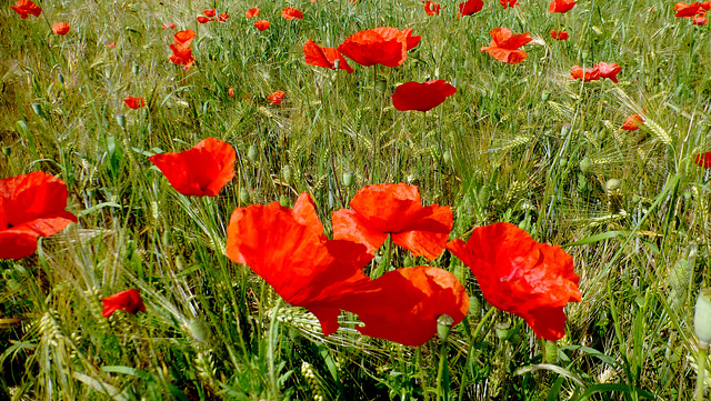 Rouge... c'est rouge !