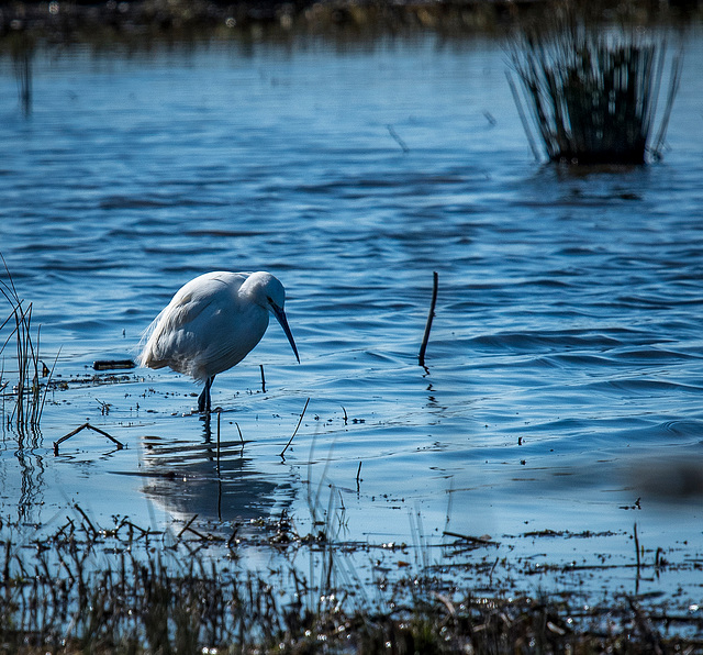 Egret3