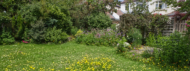 Garden meadow