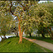 May on the Thames Path