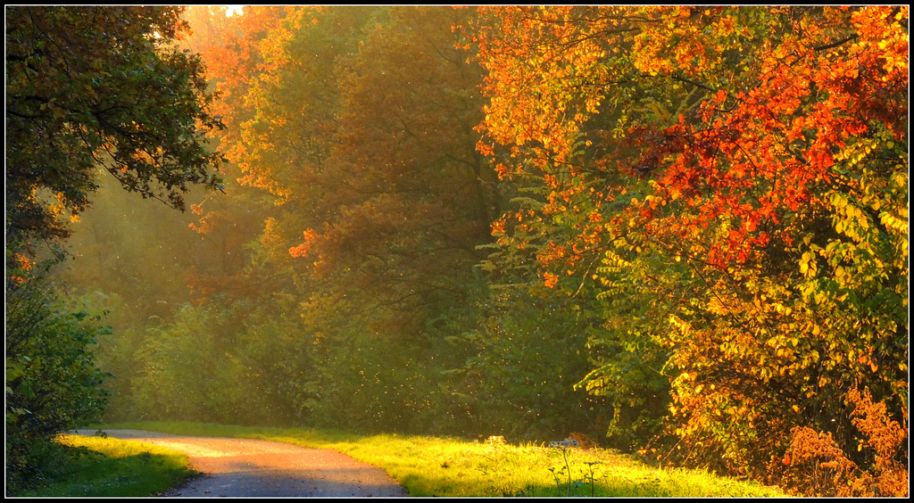 Autumn beauty