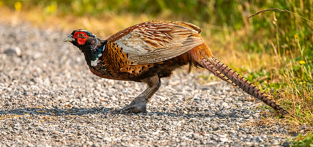 Pheasant