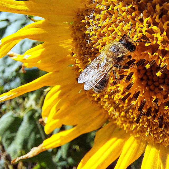 Sonnenblume (Helianthus)