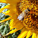 Sonnenblume (Helianthus)