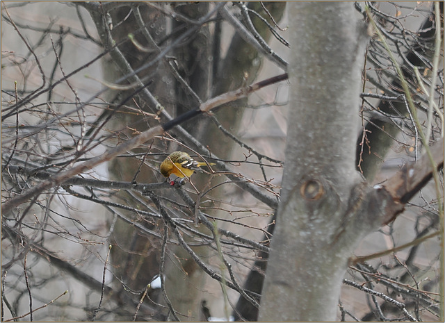 Christmas Oriole