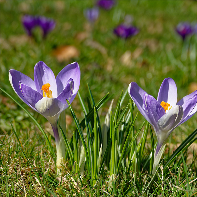 Crocuses 2025 11