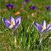 Crocuses 2025 11 Crocuses 2025 11