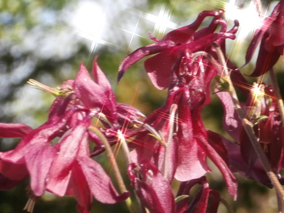 Gorgeous red aqualegia