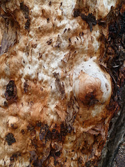 Eucalypt trunk