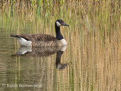 Canada Goose on Golden Pond