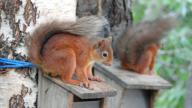 Red Squirrel 5