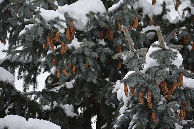 Зима в Коростышеве / Winter in Korostyshev