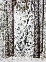 Winter forest at Tampere, Finland