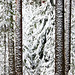Winter forest at Tampere, Finland