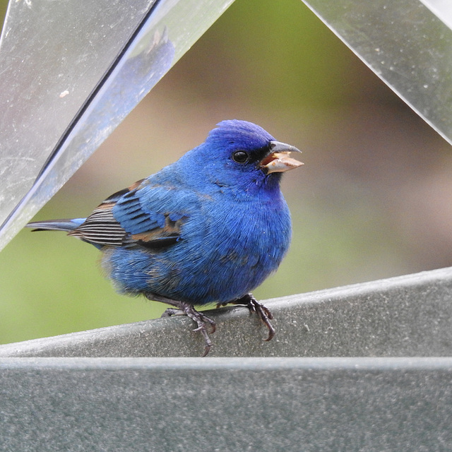 Indigo Bunting