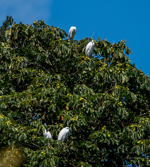 Egrets nesting at Burton Wetlands