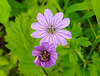 20210609 0692CPw [D~LIP] Blume, UWZ, Bad Salzuflen