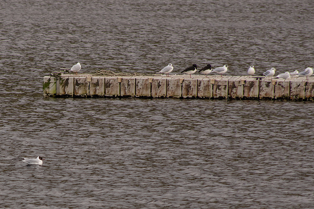 DoveStone BG Gull and 2 Oystercatchers