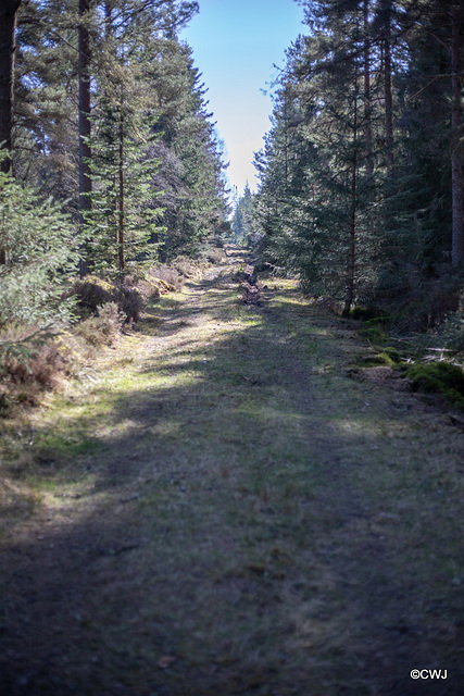 Auchnagairn to Dunphail through primarily monoculture forestry