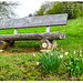 Frühling im Schwarzwald